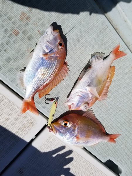 アマテラス 釣果