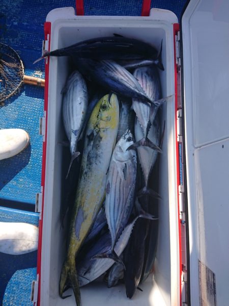 清和丸 釣果