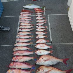 ARCADIAⅡ (アルカディアⅡ) 釣果