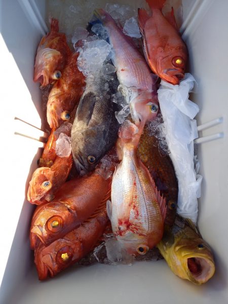 第二龍勢丸 釣果