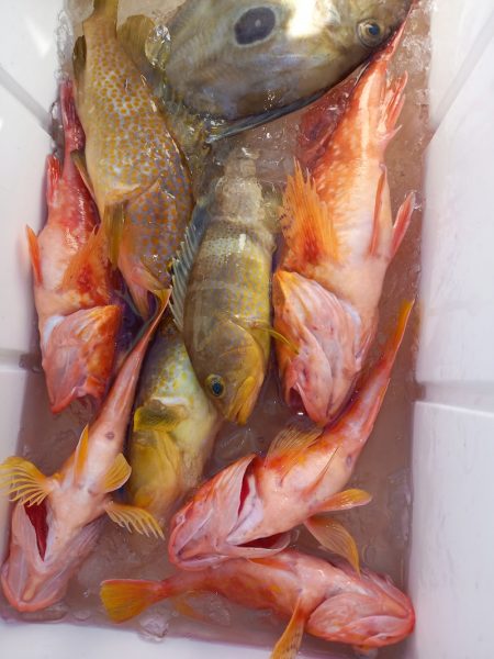 第二龍勢丸 釣果