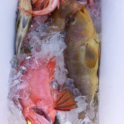 第二龍勢丸 釣果