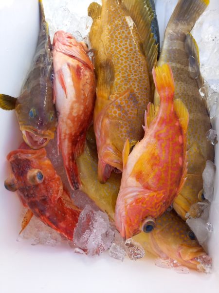 第二龍勢丸 釣果