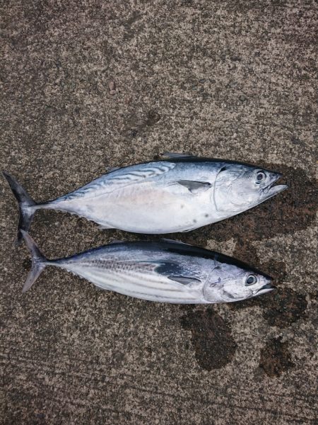 清和丸 釣果