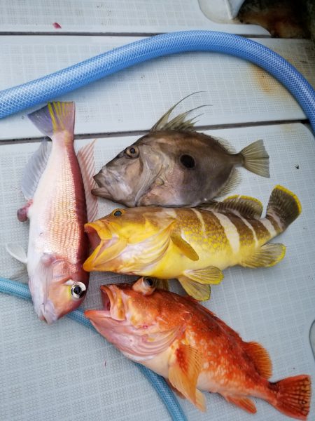 アマテラス 釣果