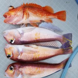 アマテラス 釣果