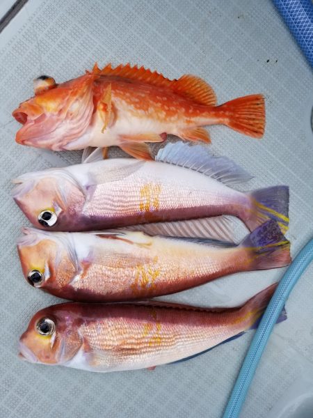 アマテラス 釣果