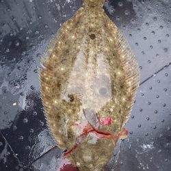 第二龍勢丸 釣果