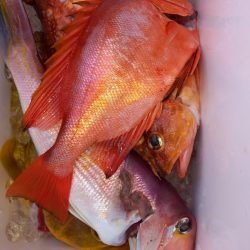 第二龍勢丸 釣果