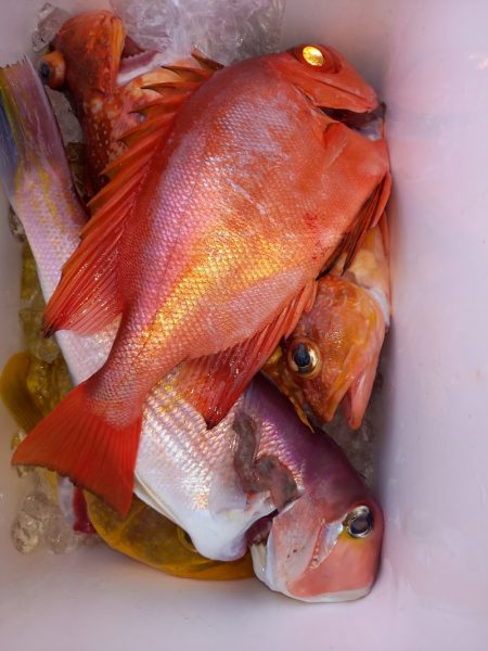 第二龍勢丸 釣果