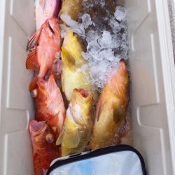 第二龍勢丸 釣果