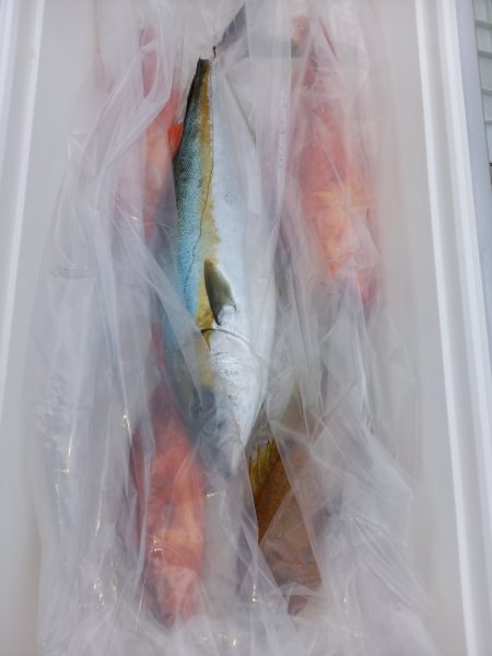 第二龍勢丸 釣果