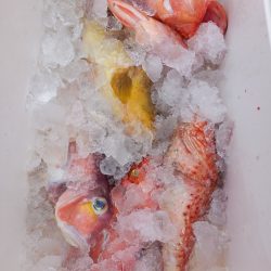 第二龍勢丸 釣果