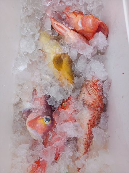 第二龍勢丸 釣果