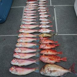 ARCADIAⅡ （アルカディアⅡ） 釣果