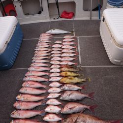 ARCADIAⅡ (アルカディアⅡ) 釣果