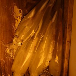 海龍丸（石川） 釣果