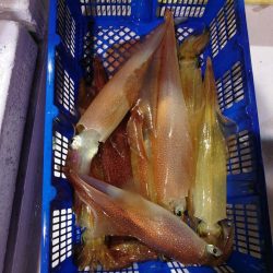 海龍丸（石川） 釣果