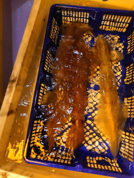 海龍丸（石川） 釣果