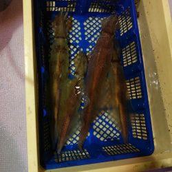 海龍丸（石川） 釣果