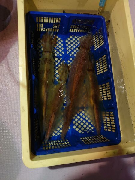 海龍丸（石川） 釣果