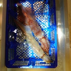 海龍丸（石川） 釣果