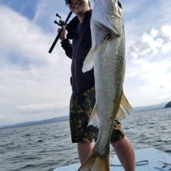 アマテラス 釣果