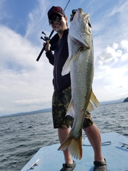 アマテラス 釣果