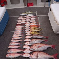 ARCADIAⅡ (アルカディアⅡ) 釣果