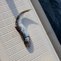 シーライオン 釣果