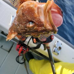 シーライオン 釣果