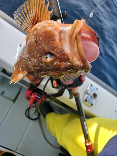 シーライオン 釣果