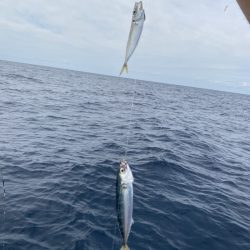 シーライオン 釣果