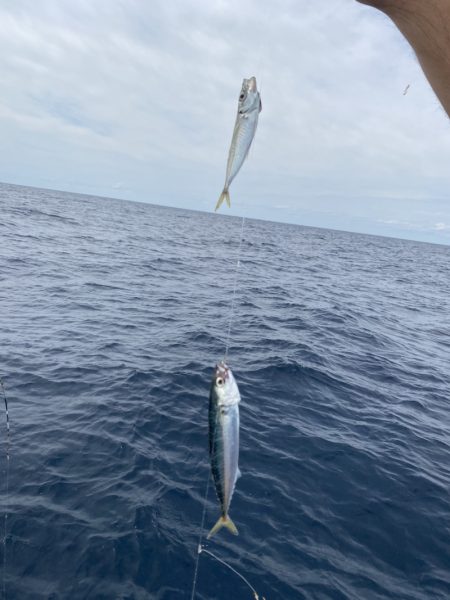 シーライオン 釣果