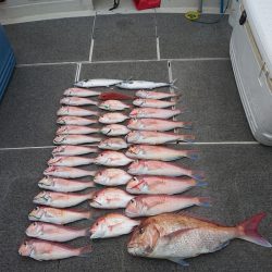 ARCADIAⅡ (アルカディアⅡ) 釣果