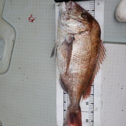 シーライオン 釣果