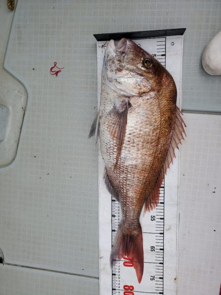 シーライオン 釣果