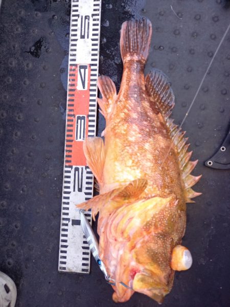 第二龍勢丸 釣果