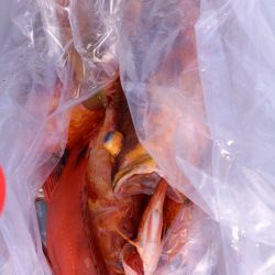 第二龍勢丸 釣果