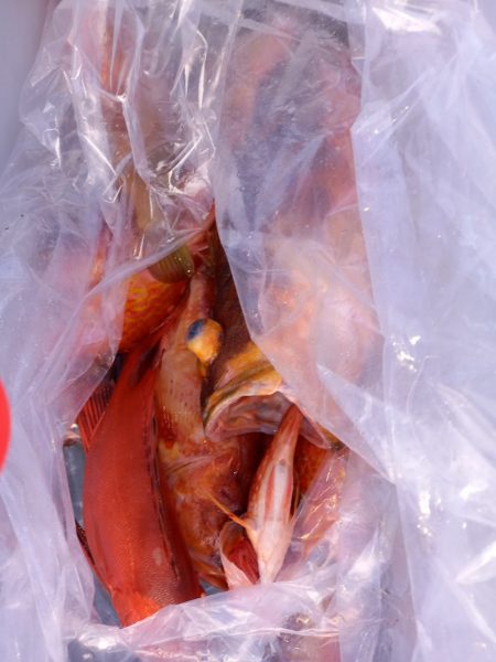 第二龍勢丸 釣果