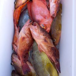 第二龍勢丸 釣果