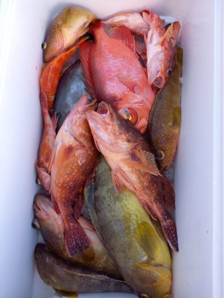 第二龍勢丸 釣果