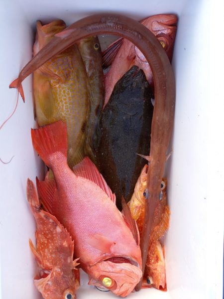 第二龍勢丸 釣果