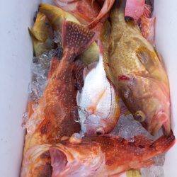 第二龍勢丸 釣果