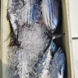 海楽隊 華栞丸 釣果