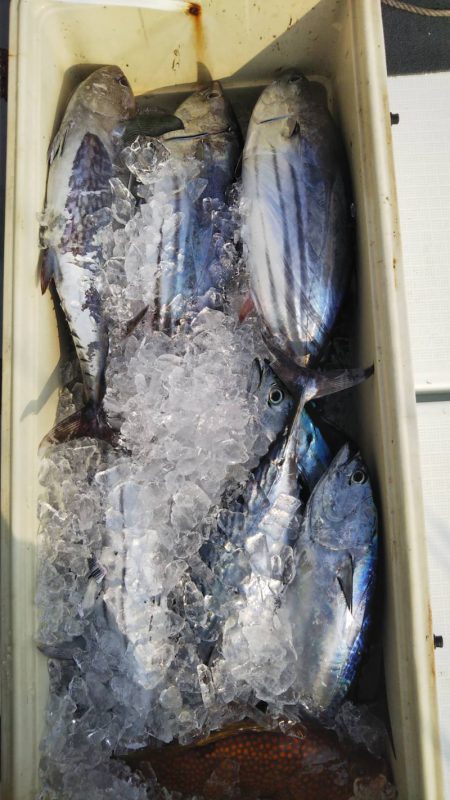 海楽隊 華栞丸 釣果