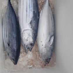 清和丸 釣果