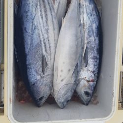 清和丸 釣果