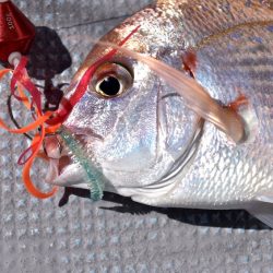 渡船屋たにぐち 釣果