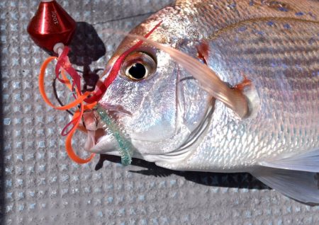 渡船屋たにぐち 釣果